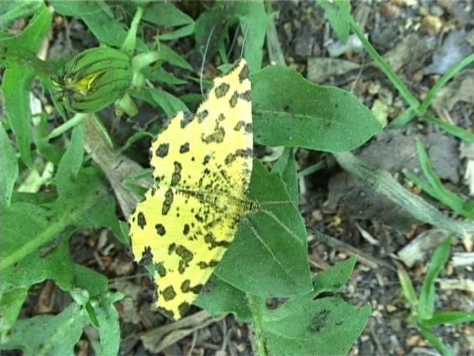 Gelber Fleckenspanner ( Pseudopanthera macularia ), : Am Niederrhein, Biotop, 13.05.2008